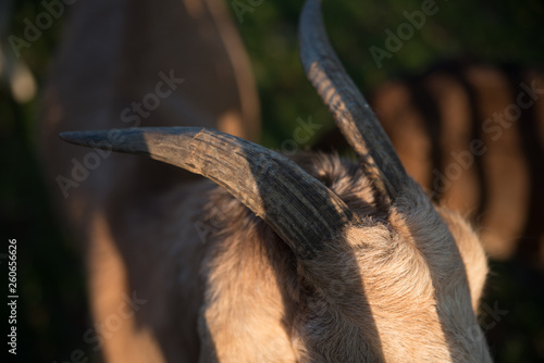 horn of a goat