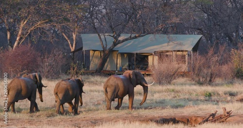 4K view of a small group of elephants walking away from a waterhole after drinking in front of guest tents at Verney's Camp, Hwange National Park, Zimbabwe