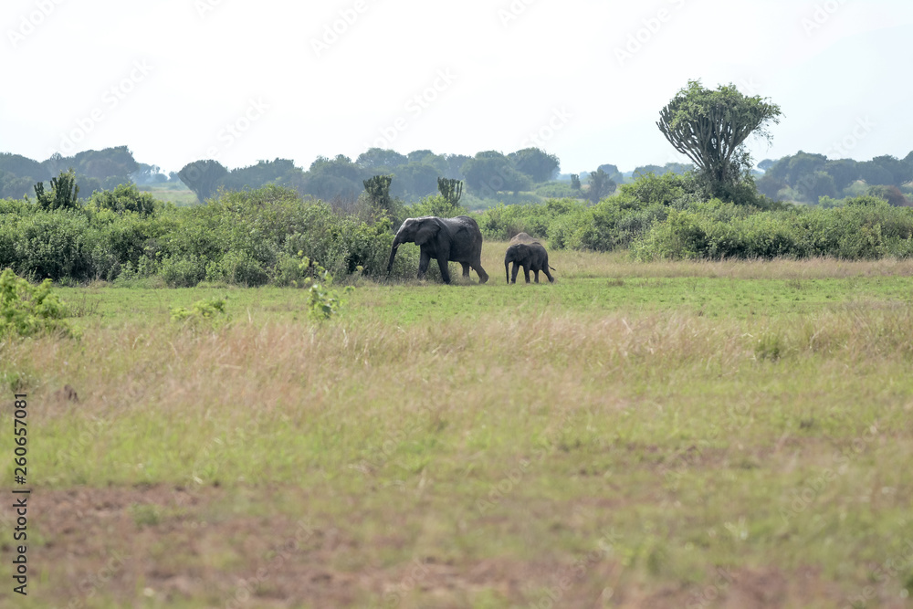 Fototapeta premium Landscape in Uganda