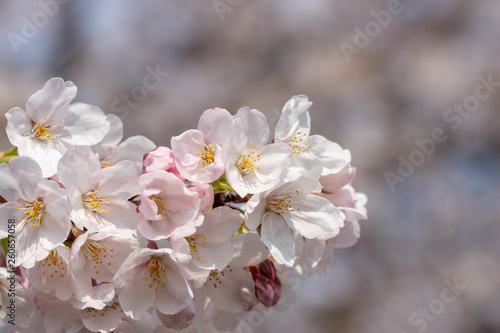 桜の花 東京都多摩市乞田川
