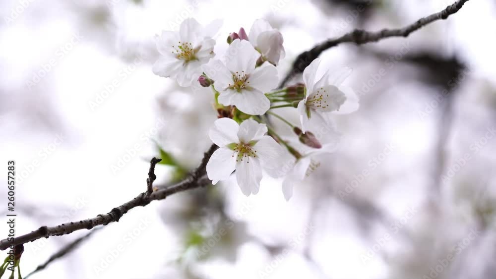 beautiful Sakura, Cherry Blossom flower in spring season beautiful Sakura, Cherry Blossom flower in spring season