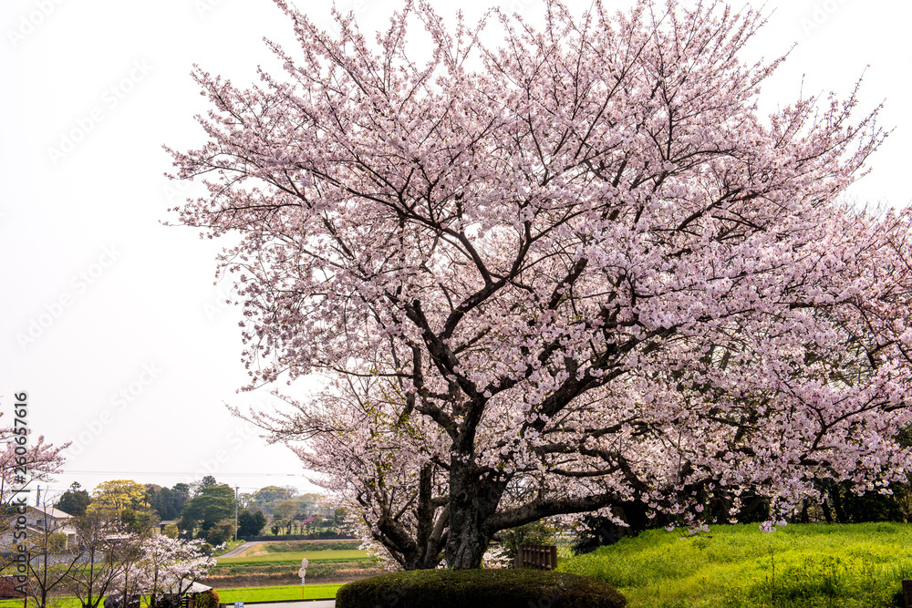 Obraz premium 風土記の丘の桜