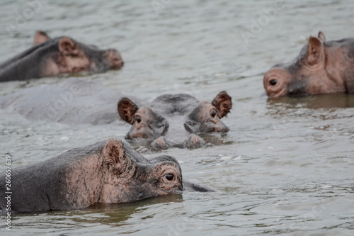 hippopotamus in Safari