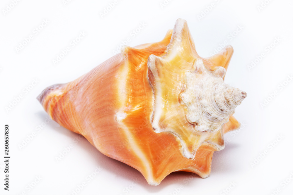 Large orange sea shell, beautiful. Isolated background. Large orange sea shell, beautiful. Isolated background.