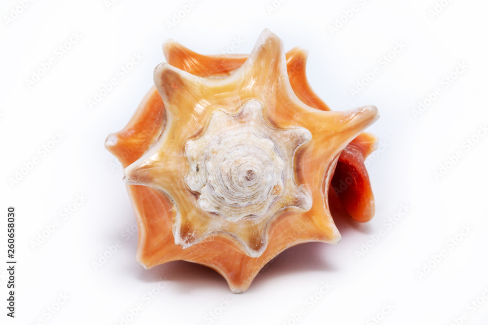 sea shell in high resolution, photo on white background. sea shell in high resolution, photo on white background.