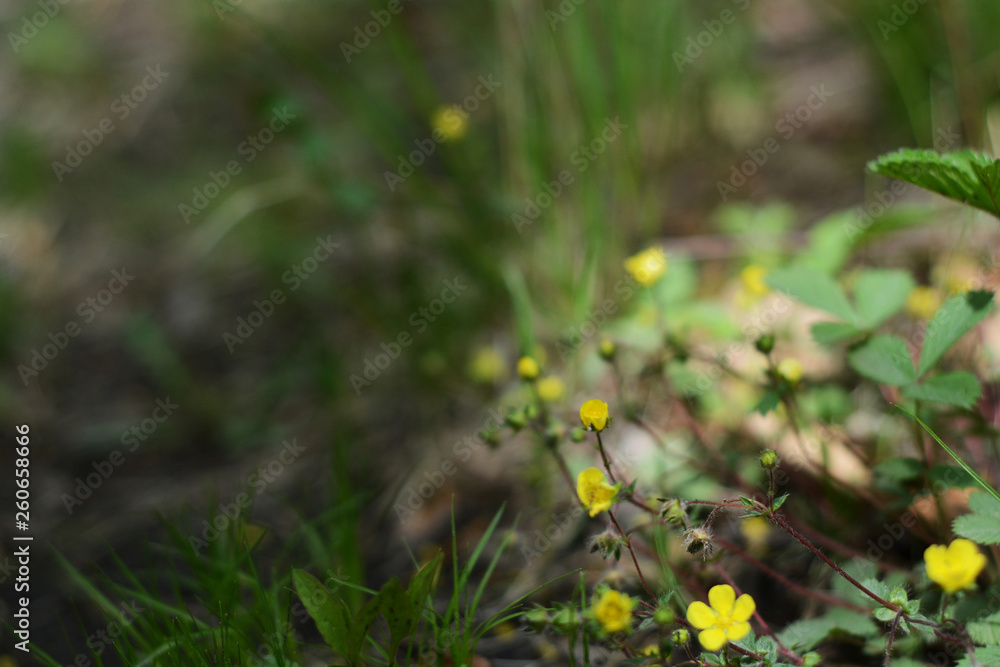 yellow forest flowers on a blurred background photo image yellow forest flowers on a blurred background photo image