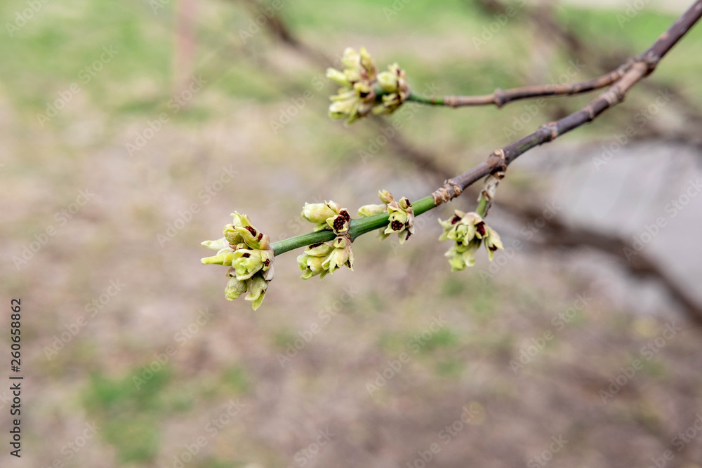 A branch with buds that open in spring. Spring awakening of trees. Spring in the park A branch with buds that open in spring. Spring awakening of trees. Spring in the park