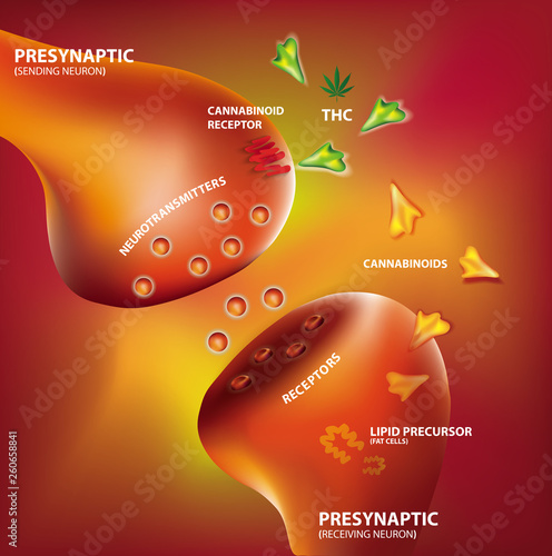 HOW AND WHY YOUR BRAIN MAKES ITS OWN CANNABINOIDS Endocannabinoid system