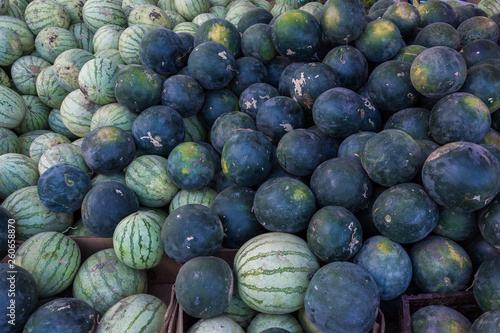 A bunch of ripe watermelons. Watermelon background. Agricultural culture of Ukraine. Collection and sale.
