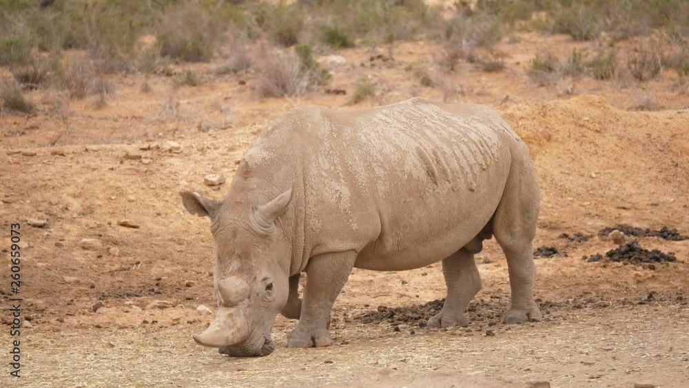 A big rhinoceros smelling the floor A big rhinoceros smelling the floor