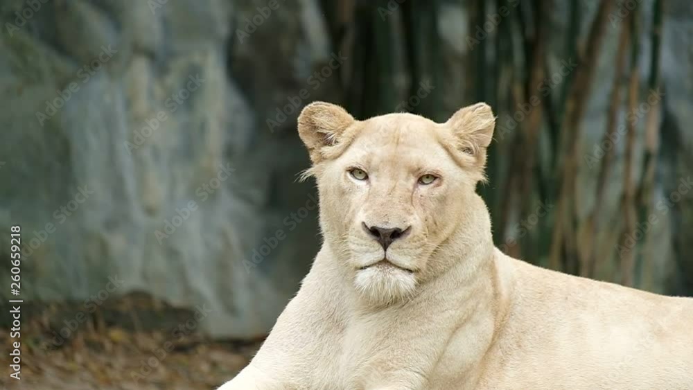 Slow motion of Lion looking around with calm expression Slow motion of Lion looking around with calm expression