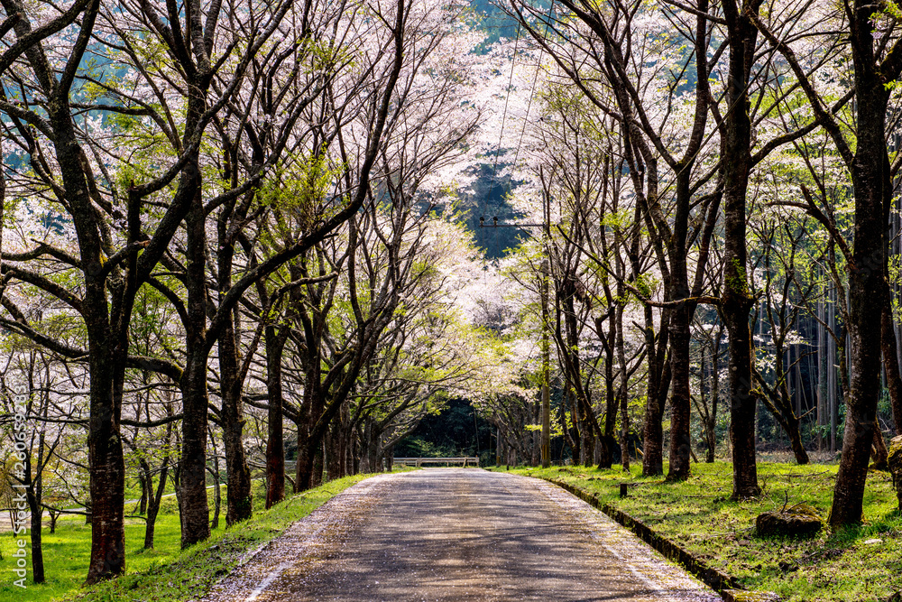 香下ダムの桜