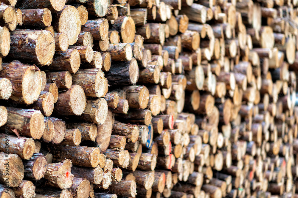 frische Holzstämme nach dem Fällen in einem Wald frische Holzstämme nach dem Fällen in einem Wald