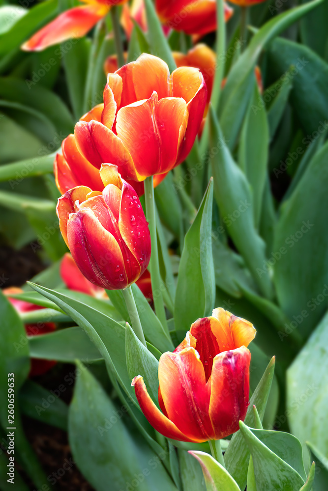 orange tulips flower orange tulips flower