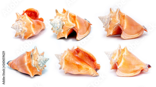 photos of many sea shells, collection of isolated sea shells