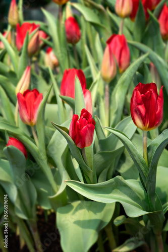 red tulips flower