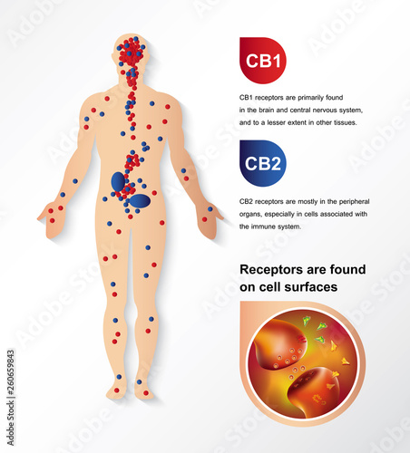 human endocannabinoid system cb1 and cb2 is work on body 