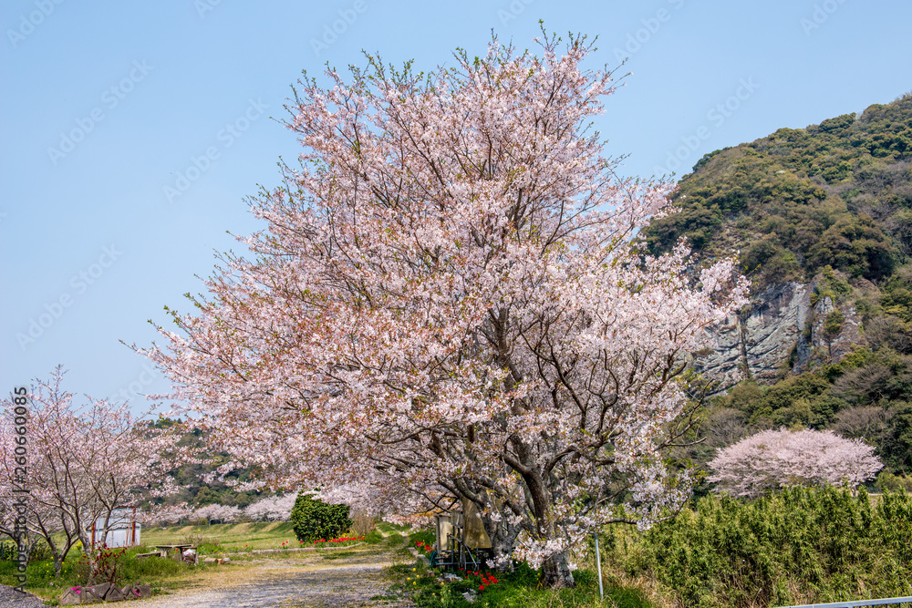 安心院町龍王の桜