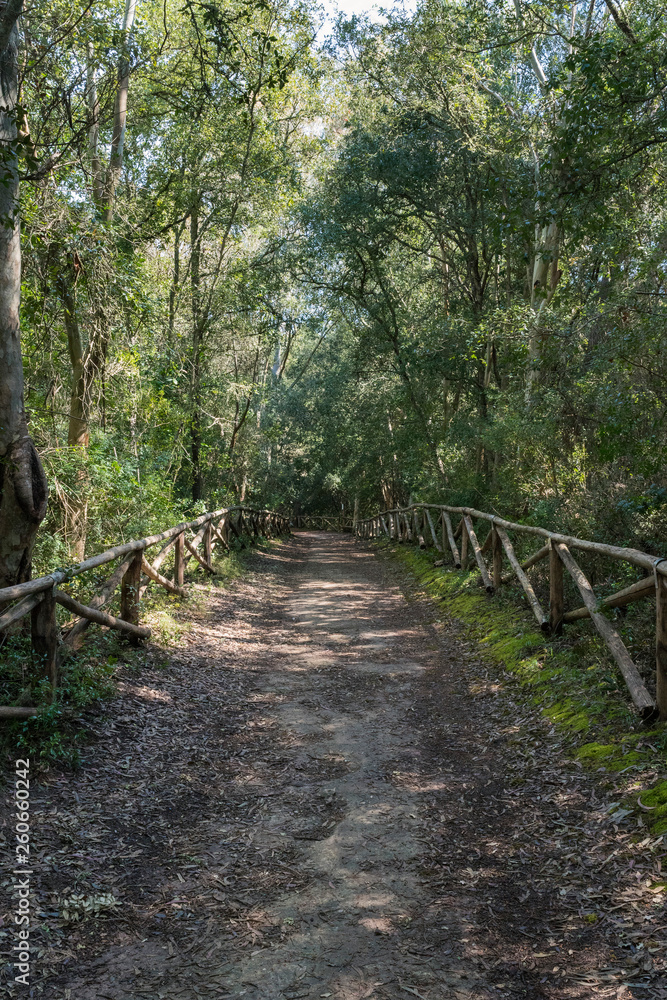 Fototapeta premium Sentiero nel bosco