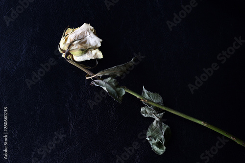 Obraz na plátně Dried white rose on a dark background close up