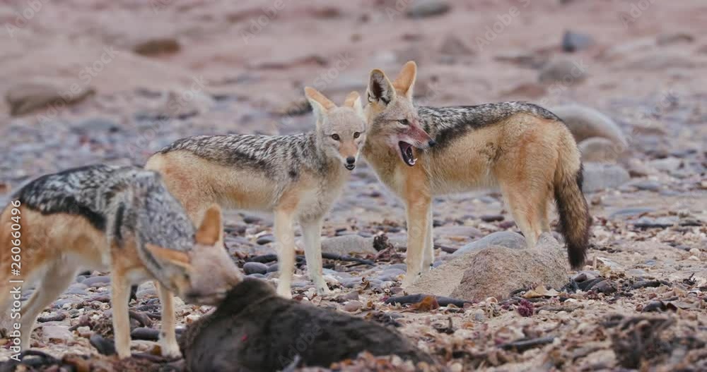 4k-close-up-view-of-three-black-backed-jackals-one-feeding-on-a-seal