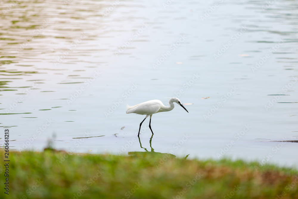 Obraz premium great blue heron in the water
