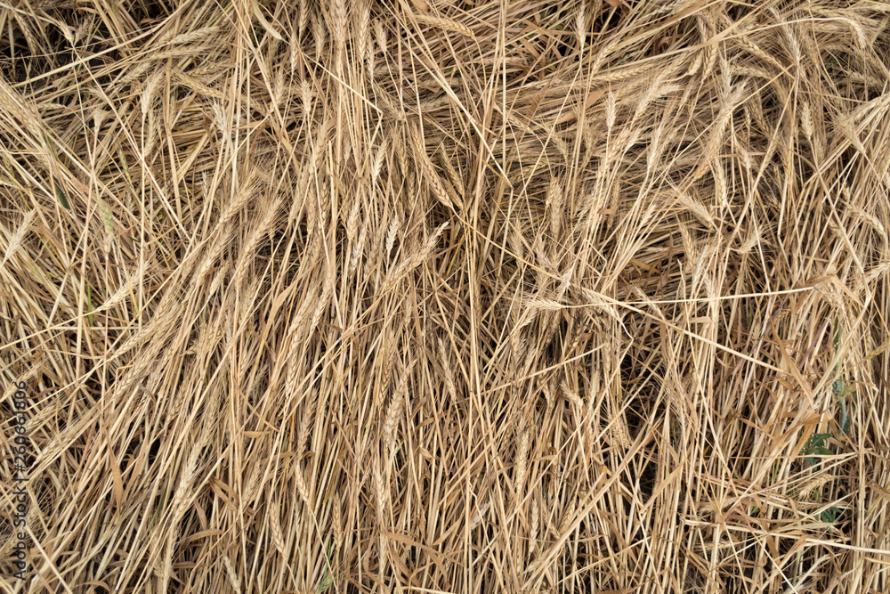 Ears of wheat after the storm lay on the ground. Natural background Ears of wheat after the storm lay on the ground. Natural background
