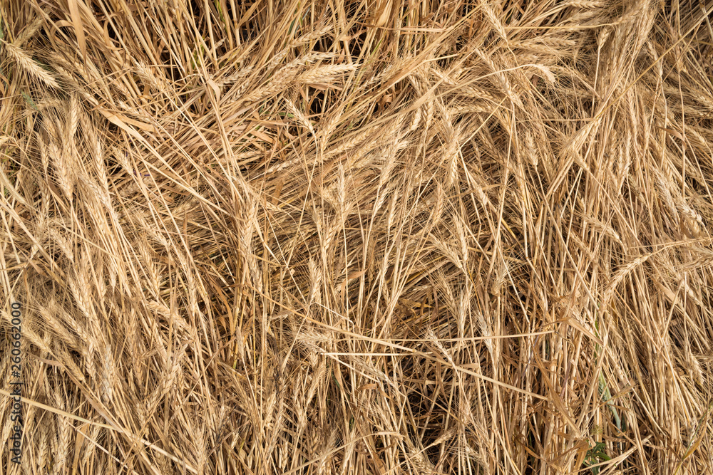 Beautiful natural background. Field of golden wheat Beautiful natural background. Field of golden wheat