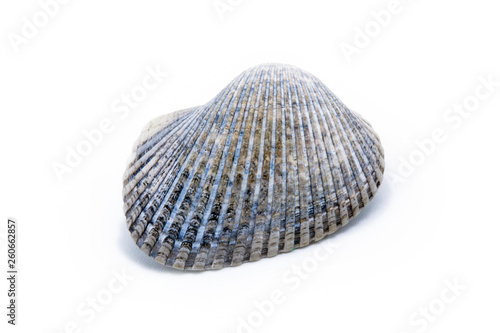 shells of small sea in macro photography. Decorative shells on isolated background.