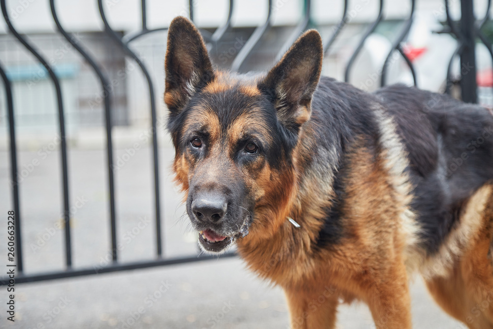 Dog German Shepherd in a city in a day Dog German Shepherd in a city in a day