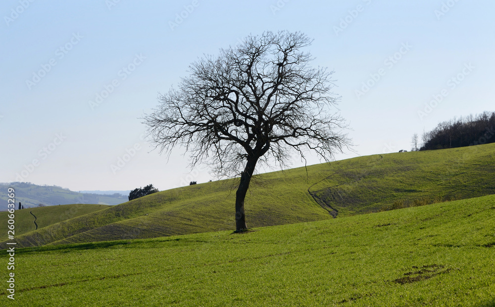 Obraz premium Portrait of isolated oak tree on a green hill in The Tuscan countryside of Val d'Orcia