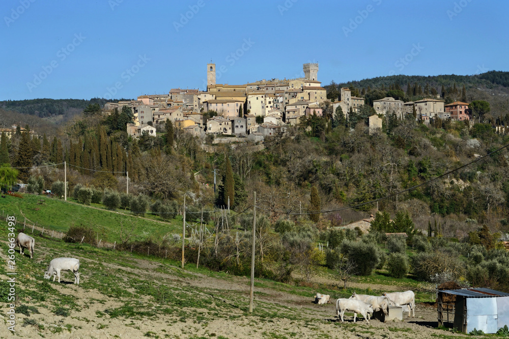 scenic view of San casciano dei Bagni medieval town in Tuscany, Italy. Some Chianina cows graze in the foreground