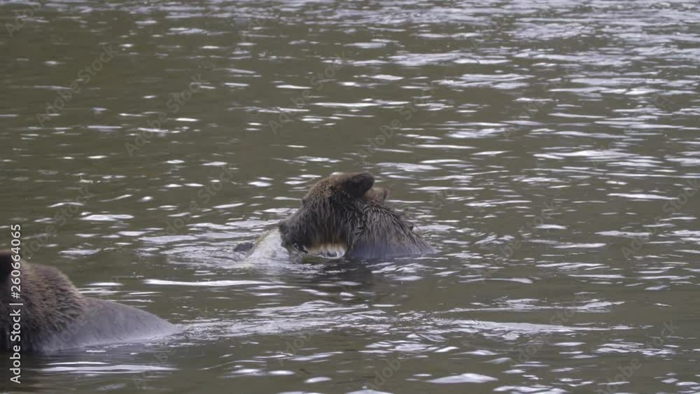 Close Up: Two Grizzly Bears Eating and Walking Through River in Bella Coola, British Columbia Close Up: Two Grizzly Bears Eating and Walking Through River in Bella Coola, British Columbia