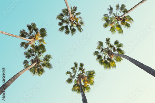 Tropical palm trees on clear summer sky background.  Toned image.