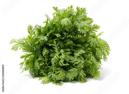 Shungiku, also known as tong hao, or edible chrysanthemum, Isolated on white. A leaf herb commonly used in asian food