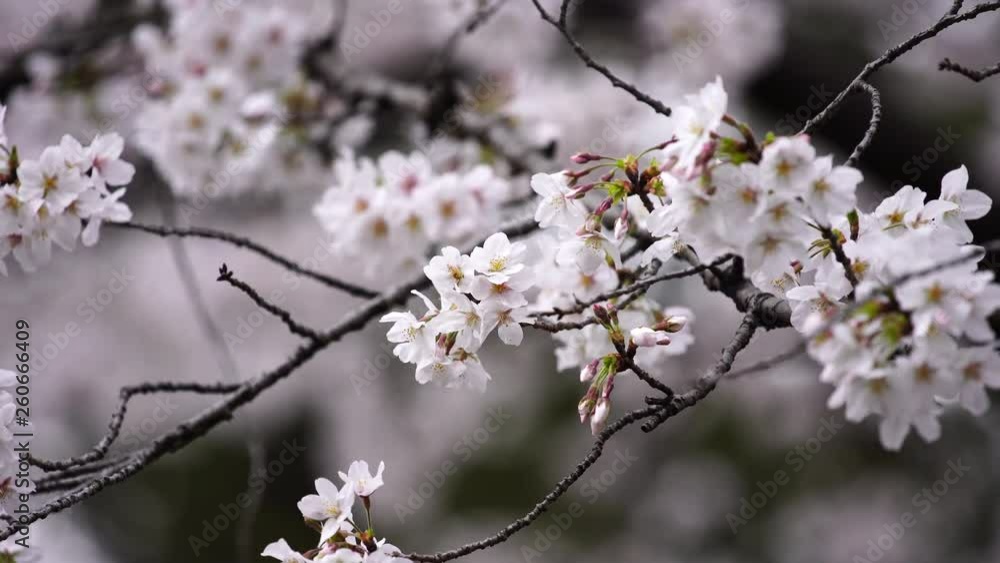 beautiful Sakura, Cherry Blossom flower in spring season beautiful Sakura, Cherry Blossom flower in spring season