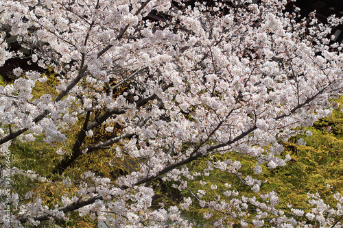 桜の花 photo