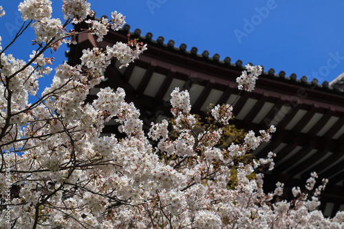 桜の花 photo