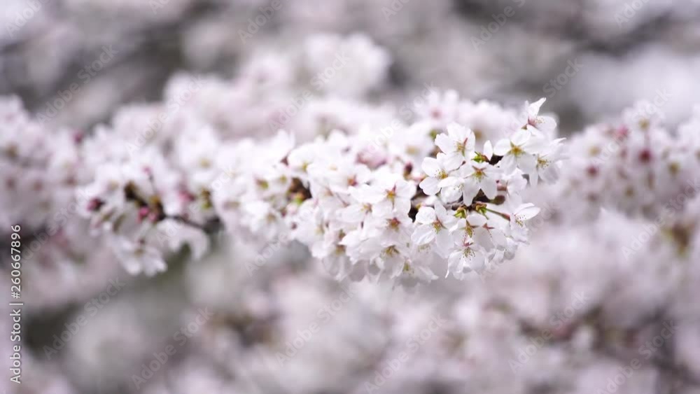 beautiful Sakura, Cherry Blossom flower in spring season