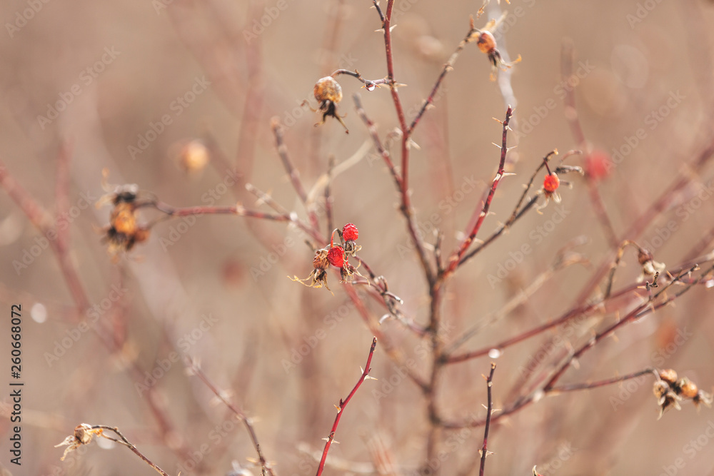 Image of Branches of rosehip bush with snow at sunset in backlight. Natural background