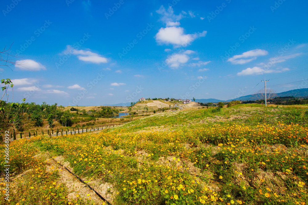 Springtime, Summer, Austria, Meadow, Agricultural Field