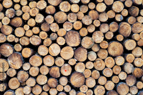 frische Holzstämme nach dem Fällen in einem Wald