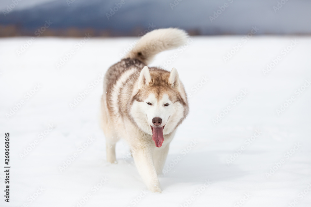 Cute, happy and funny beige and white dog breed siberian husky with tonque out walking on the snow in the winter field.