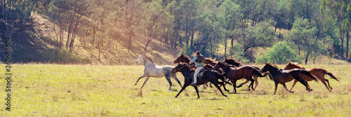 A Herd Of Wild Horses Racing Across Country