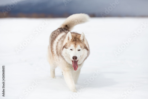 Cute  happy and funny beige and white dog breed siberian husky with tonque out walking on the snow in the winter field.