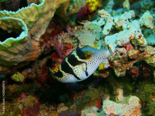 The amazing and mysterious underwater world of Indonesia, North Sulawesi, Bunaken Island, boxfish