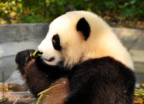 Big panda sitting on the floor and eating bamboo  China