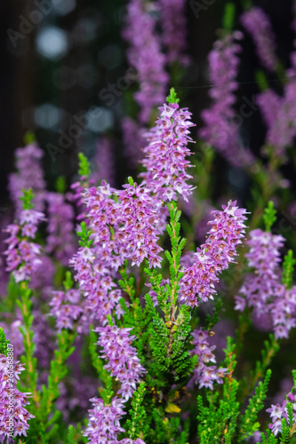 Wild Purple Common Heather or Calluna vulgaris blossom close-up  selective focus  shallow DOF