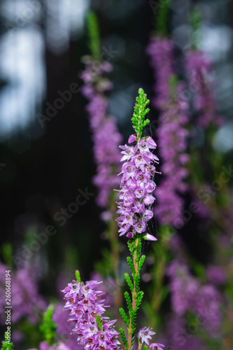 Wild Purple Common Heather or Calluna vulgaris blossom close-up  selective focus  shallow DOF