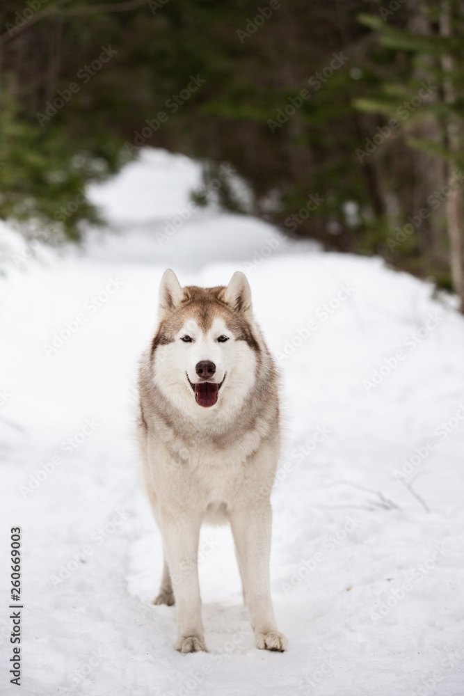 Gorgeous, cute and happy Siberian Husky dog standing on the snow path in the winter forest